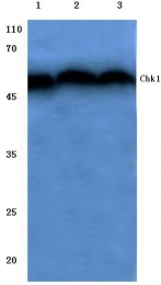 AP06050PU-N - CHK1