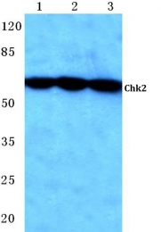 AP06052PU-N - CHK2