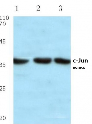AP06053PU-N - AP-1 / c-Jun