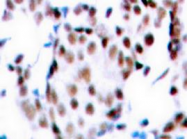 AP06053PU-N - AP-1 / c-Jun