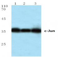 AP06054PU-N - AP-1 / c-Jun