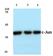 AP06055PU-N - AP-1 / c-Jun