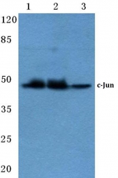 AP06056PU-N - AP-1 / c-Jun
