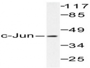 AP06057PU-N - AP-1 / c-Jun