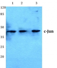 AP06058PU-N - AP-1 / c-Jun