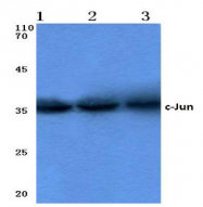 AP06059PU-N - AP-1 / c-Jun