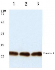 AP06060PU-N - Claudin-1 / CLDN1