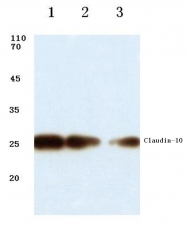 AP06061PU-N - Claudin-10 / CLDN10