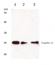 AP06062PU-N - Claudin-11 / CLDN11