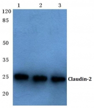 AP06063PU-N - Claudin-2 / CLDN2