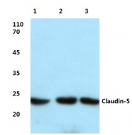 AP06066PU-N - Claudin-5 / CLDN5