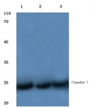 AP06067PU-N - Claudin-7 / CLDN7