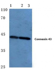 AP06070PU-N - GJA1 / Cx43