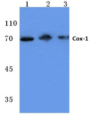 AP06072PU-N - Cyclooxygenase 1