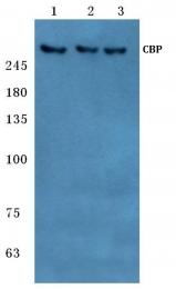 AP06074PU-N - CREB-binding protein