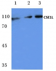 AP06076PU-N - XPO2 / Exportin-2