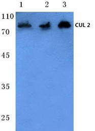 AP06078PU-N - Cullin-2