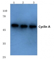 AP06079PU-N - Cyclin A2