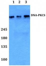 AP06088PU-N - DNA-PKcs / PRKDC / XRCC7