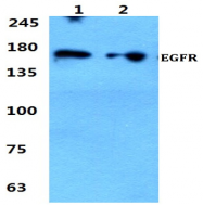 AP06096PU-N - EGFR / ERBB1