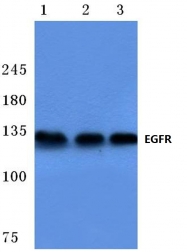 AP06097PU-N - EGFR / ERBB1