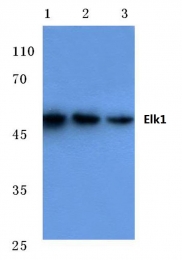 AP06100PU-N - ELK1