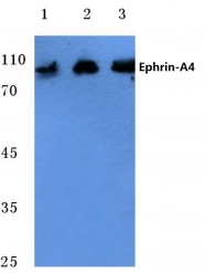 AP06104PU-N - Ephrin-A4