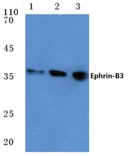 AP06105PU-N - Ephrin-B3