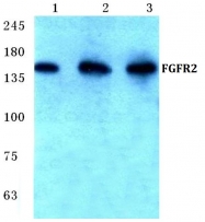 AP06119PU-N - CD332 / FGFR-2