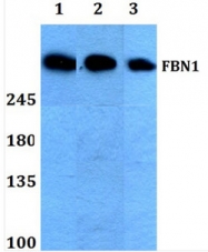 AP06122PU-N - Fibrillin-1
