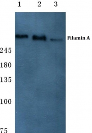 AP06123PU-N - Filamin-A