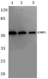 AP06127PU-N - G3BP1 / G3BP