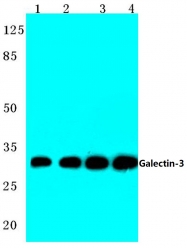 AP06132PU-N - Galectin-3