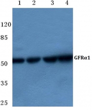 AP06136PU-N - GFRA1 / GDNFR-alpha