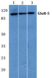 AP06140PU-N - Glutamate receptor 5 / GLUR5