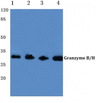 AP06147PU-N - Granzyme B (GZMB)