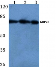 AP06149PU-N - HSPA5 / GRP78