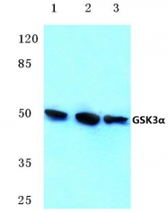 AP06151PU-N - GSK3 alpha