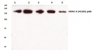 AP06160PU-N - HDAC6