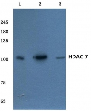 AP06161PU-N - HDAC7