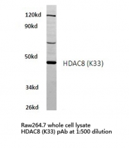 AP06162PU-N - HDAC8