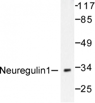 AP06168PU-N - Neuregulin 1