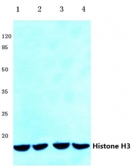 AP06169PU-N - Histone H3.1