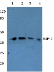 AP06173PU-N - DNAJB1 / HSP40