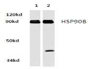 AP06176PU-N - HSP90AB1 / HSP90 beta