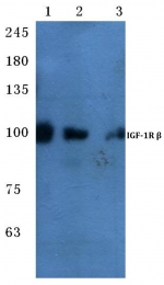 AP06178PU-N - CD221 / IGF1R