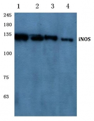AP06181PU-N - NOS2