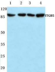 AP06183PU-N - Integrin beta-5 / ITGB5