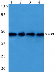 AP06187PU-N - COPS3
