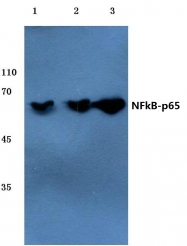 AP06247PU-N - RELA / NF-kB p65